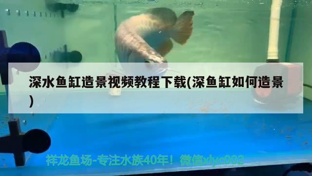 深水鱼缸造景视频教程下载(深鱼缸如何造景) 白写锦鲤鱼