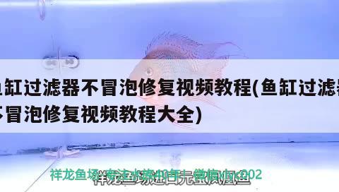 鱼缸过滤器不冒泡修复视频教程(鱼缸过滤器不冒泡修复视频教程大全) 稀有红龙品种