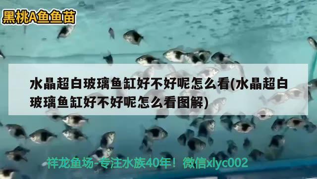 水晶超白玻璃鱼缸好不好呢怎么看(水晶超白玻璃鱼缸好不好呢怎么看图解)