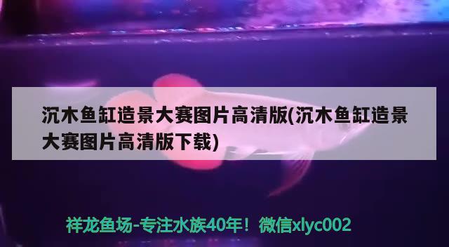 沉木鱼缸造景大赛图片高清版(沉木鱼缸造景大赛图片高清版下载)