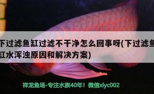 下过滤鱼缸过滤不干净怎么回事呀(下过滤鱼缸水浑浊原因和解决方案)