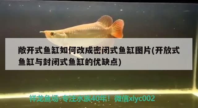 敞开式鱼缸如何改成密闭式鱼缸图片(开放式鱼缸与封闭式鱼缸的优缺点)