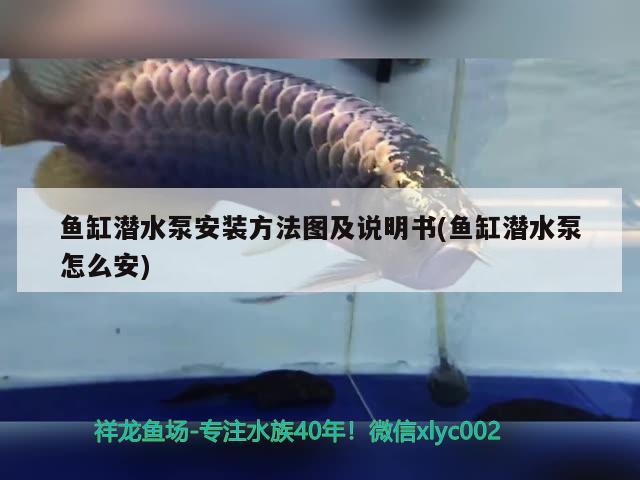 鱼缸潜水泵安装方法图及说明书(鱼缸潜水泵怎么安)