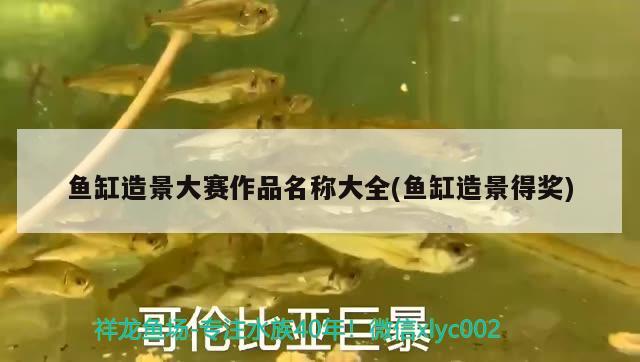 鱼缸造景大赛作品名称大全(鱼缸造景得奖) 水族灯（鱼缸灯）