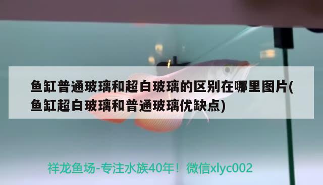 鱼缸普通玻璃和超白玻璃的区别在哪里图片(鱼缸超白玻璃和普通玻璃优缺点)