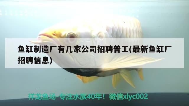 鱼缸制造厂有几家公司招聘普工(最新鱼缸厂招聘信息) 埃及神仙鱼