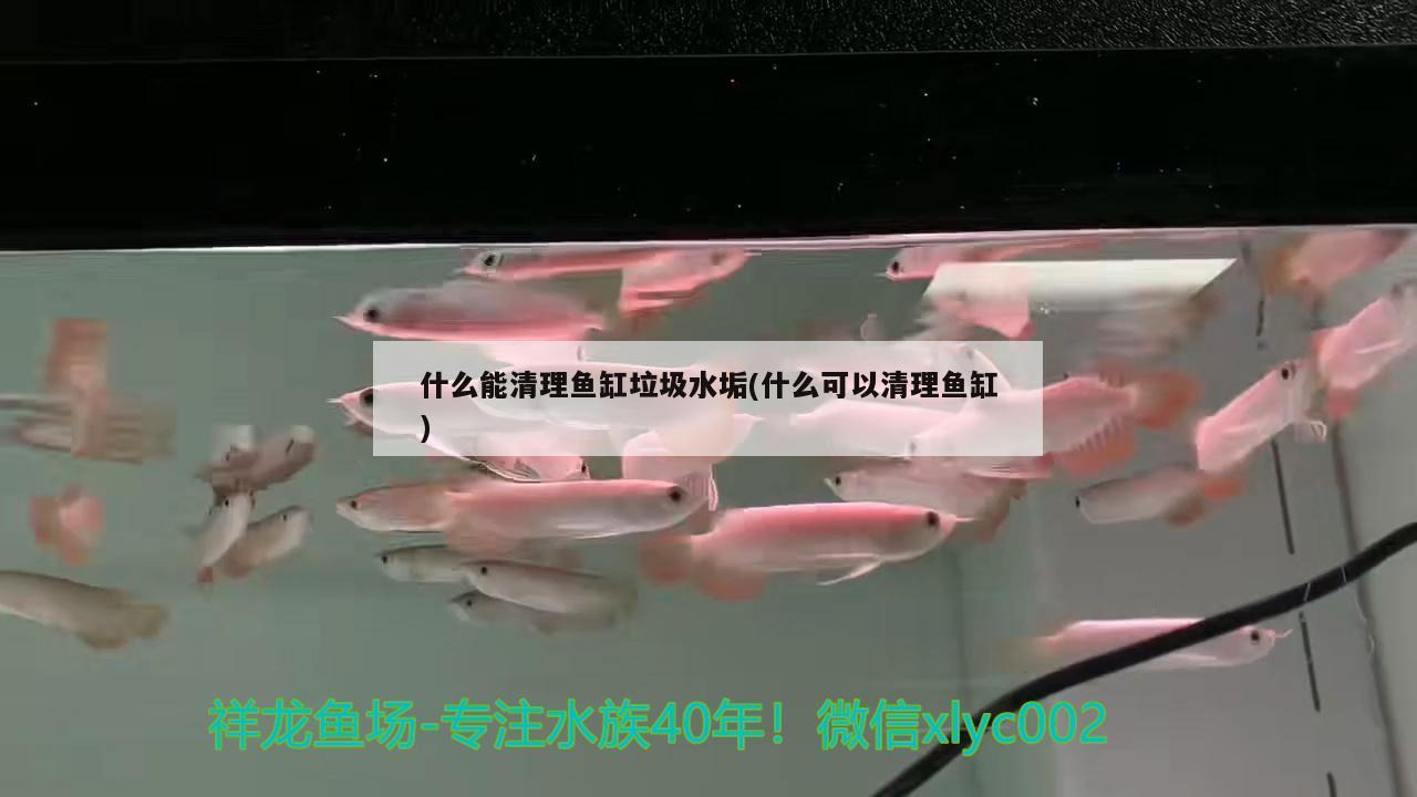 什么能清理鱼缸垃圾水垢(什么可以清理鱼缸)