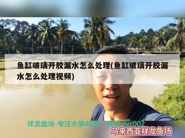 鱼缸玻璃开胶漏水怎么处理(鱼缸玻璃开胶漏水怎么处理视频)