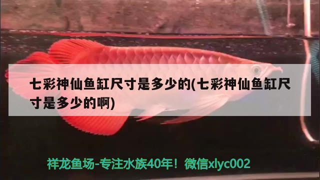 七彩神仙鱼缸尺寸是多少的(七彩神仙鱼缸尺寸是多少的啊) 七彩神仙鱼