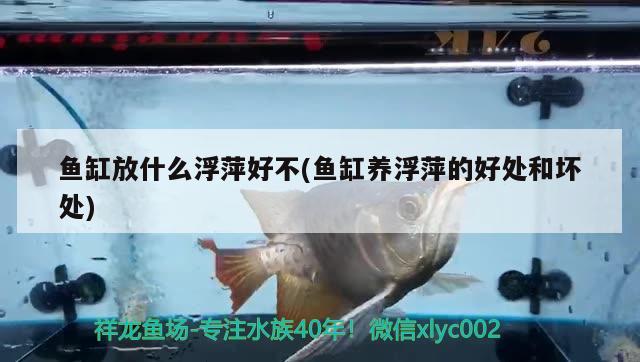 鱼缸放什么浮萍好不(鱼缸养浮萍的好处和坏处) 广州祥龙国际水族贸易