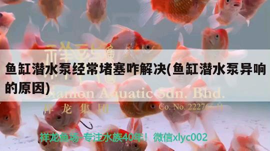 鱼缸潜水泵经常堵塞咋解决(鱼缸潜水泵异响的原因) 观赏鱼饲料