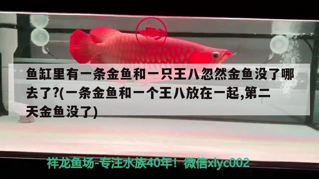 鱼缸里有一条金鱼和一只王八忽然金鱼没了哪去了?(一条金鱼和一个王八放在一起,第二天金鱼没了)