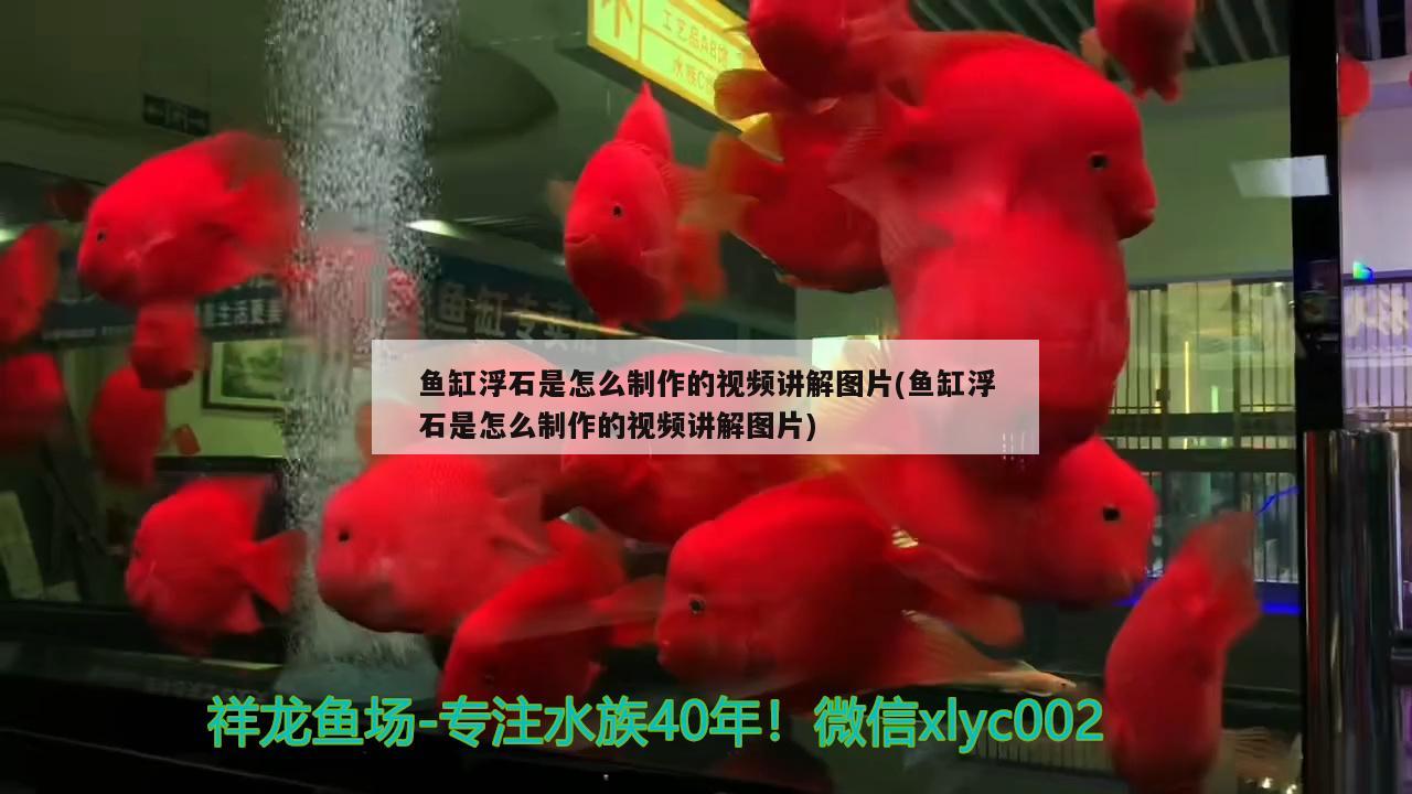 鱼缸浮石是怎么制作的视频讲解图片(鱼缸浮石是怎么制作的视频讲解图片) 斑马鸭嘴鱼