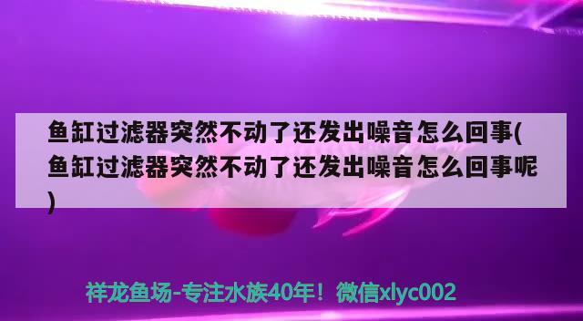 鱼缸过滤器突然不动了还发出噪音怎么回事(鱼缸过滤器突然不动了还发出噪音怎么回事呢)