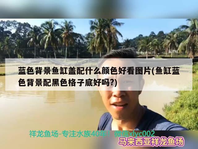 蓝色背景鱼缸盖配什么颜色好看图片(鱼缸蓝色背景配黑色格子底好吗?) 巨骨舌鱼