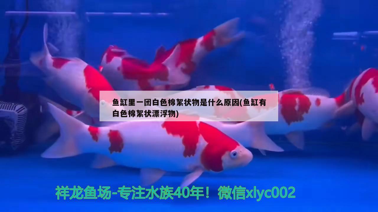 鱼缸里一团白色棉絮状物是什么原因(鱼缸有白色棉絮状漂浮物)