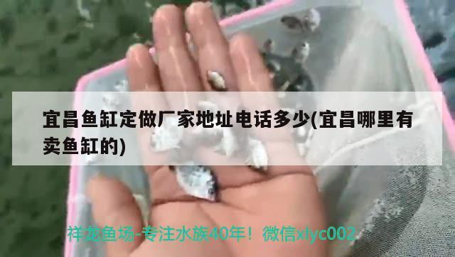 宜昌鱼缸定做厂家地址电话多少(宜昌哪里有卖鱼缸的) 黄鳍鲳鱼