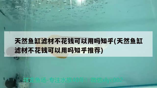 天然鱼缸滤材不花钱可以用吗知乎(天然鱼缸滤材不花钱可以用吗知乎推荐)