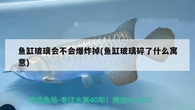 鱼缸玻璃会不会爆炸掉(鱼缸玻璃碎了什么寓意) iwish爱唯希品牌鱼缸