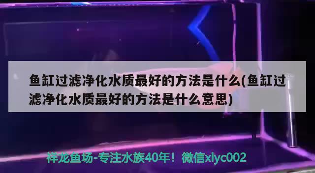 鱼缸过滤净化水质最好的方法是什么(鱼缸过滤净化水质最好的方法是什么意思)