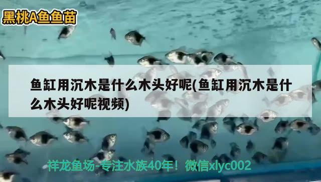 鱼缸用沉木是什么木头好呢(鱼缸用沉木是什么木头好呢视频) 铁甲武士