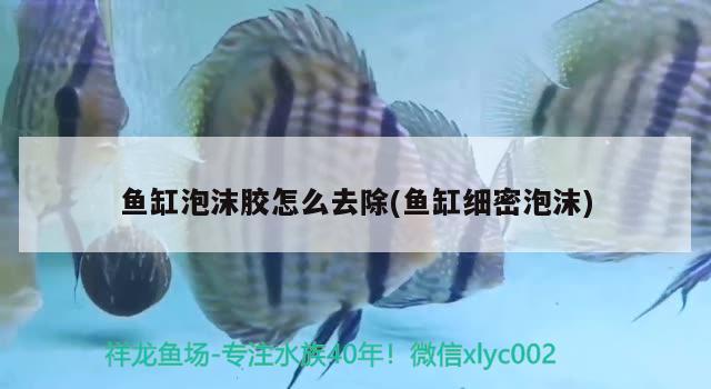 鱼缸泡沫胶怎么去除(鱼缸细密泡沫) 祥龙水族滤材/器材