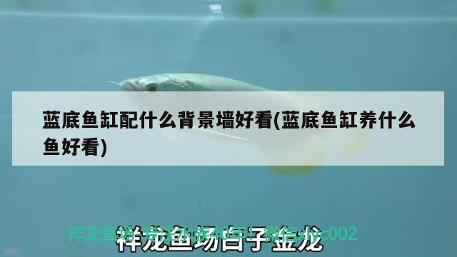 蓝底鱼缸配什么背景墙好看(蓝底鱼缸养什么鱼好看) 印尼红龙鱼