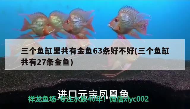 三个鱼缸里共有金鱼63条好不好(三个鱼缸共有27条金鱼) 鱼缸等水族设备