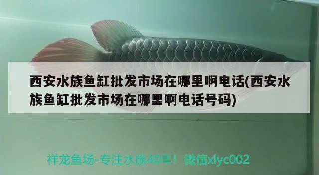 西安水族鱼缸批发市场在哪里啊电话(西安水族鱼缸批发市场在哪里啊电话号码) 三间鼠鱼苗