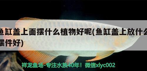 鱼缸盖上面摆什么植物好呢(鱼缸盖上放什么摆件好)