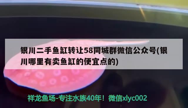 银川二手鱼缸转让58同城群微信公众号(银川哪里有卖鱼缸的便宜点的) 虎鱼鱼苗