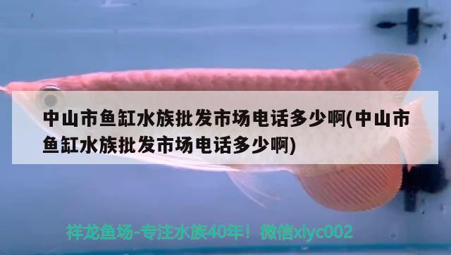 中山市鱼缸水族批发市场电话多少啊(中山市鱼缸水族批发市场电话多少啊) 观赏鱼水族批发市场