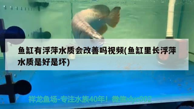 鱼缸有浮萍水质会改善吗视频(鱼缸里长浮萍水质是好是坏) 梦幻雷龙鱼