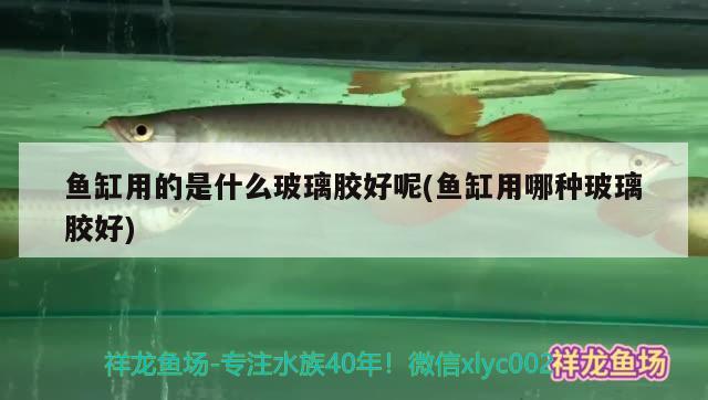 鱼缸用的是什么玻璃胶好呢(鱼缸用哪种玻璃胶好) 水族世界