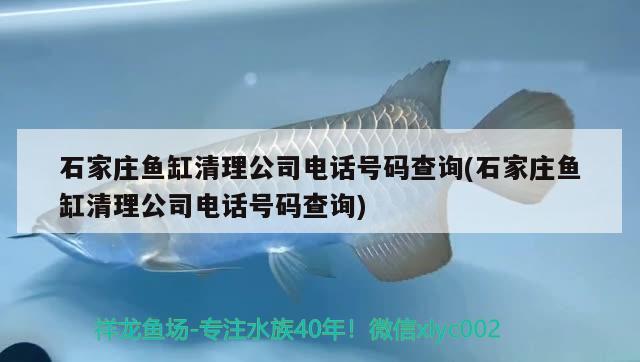 石家庄鱼缸清理公司电话号码查询(石家庄鱼缸清理公司电话号码查询)