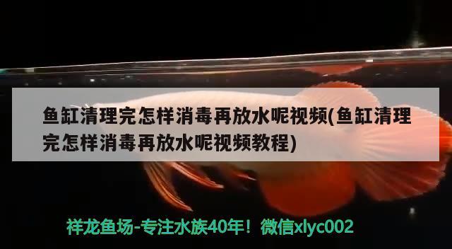 鱼缸清理完怎样消毒再放水呢视频(鱼缸清理完怎样消毒再放水呢视频教程) 星点金龙鱼