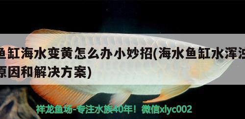 鱼缸海水变黄怎么办小妙招(海水鱼缸水浑浊原因和解决方案)