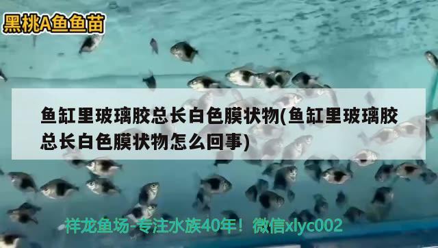 鱼缸里玻璃胶总长白色膜状物(鱼缸里玻璃胶总长白色膜状物怎么回事) 熊猫异形鱼L46