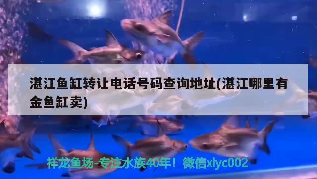 湛江鱼缸转让电话号码查询地址(湛江哪里有金鱼缸卖) 麦肯斯银版鱼