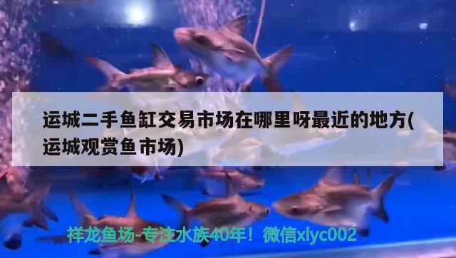 运城二手鱼缸交易市场在哪里呀最近的地方(运城观赏鱼市场) 观赏鱼市场（混养鱼）