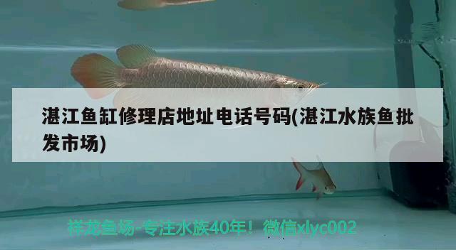 湛江鱼缸修理店地址电话号码(湛江水族鱼批发市场) 绿皮皇冠豹鱼