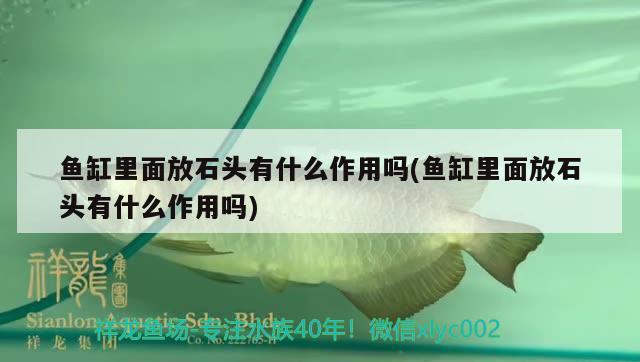 鱼缸里面放石头有什么作用吗(鱼缸里面放石头有什么作用吗) 魟鱼百科