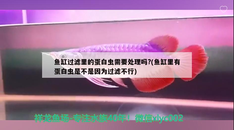 鱼缸过滤里的蛋白虫需要处理吗?(鱼缸里有蛋白虫是不是因为过滤不行) 白子黑帝王魟鱼