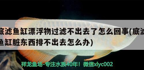 底滤鱼缸漂浮物过滤不出去了怎么回事(底滤鱼缸脏东西排不出去怎么办) 赛级红龙鱼