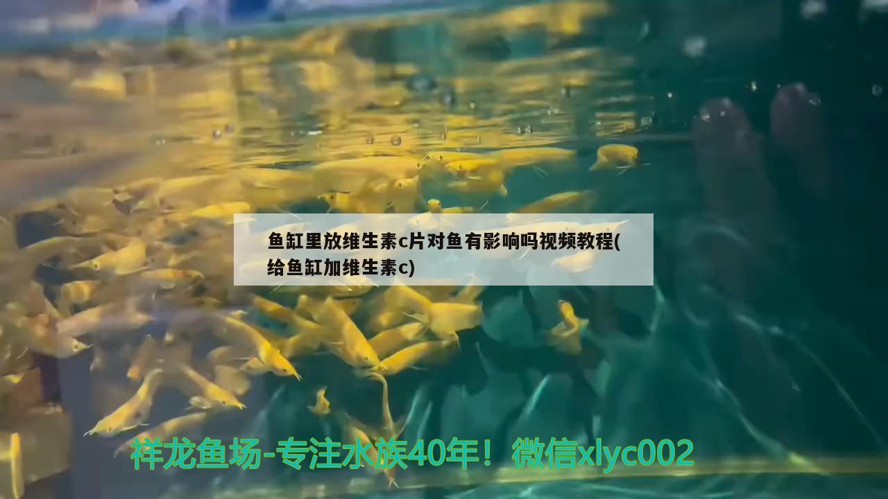 鱼缸里放维生素c片对鱼有影响吗视频教程(给鱼缸加维生素c) 银龙鱼