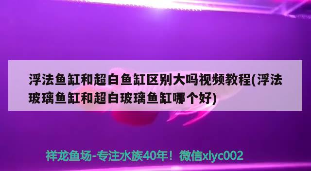 浮法鱼缸和超白鱼缸区别大吗视频教程(浮法玻璃鱼缸和超白玻璃鱼缸哪个好)