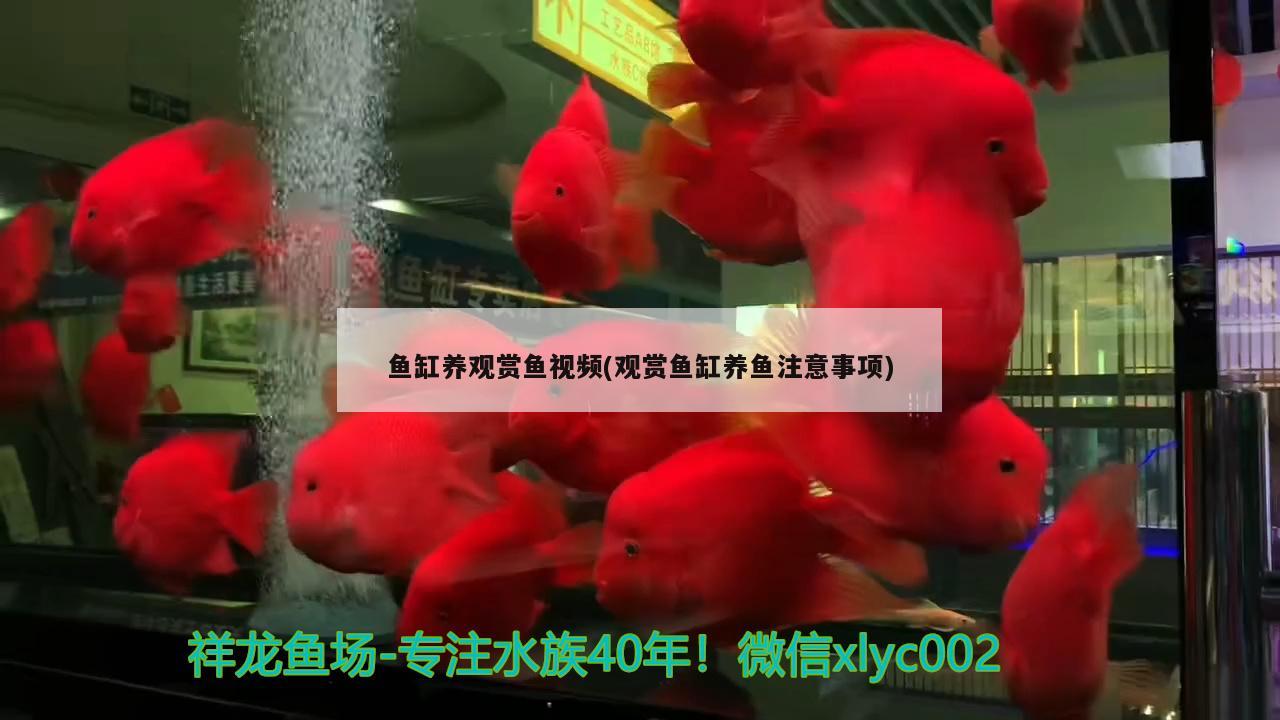 鱼缸养观赏鱼视频(观赏鱼缸养鱼注意事项) 青龙鱼