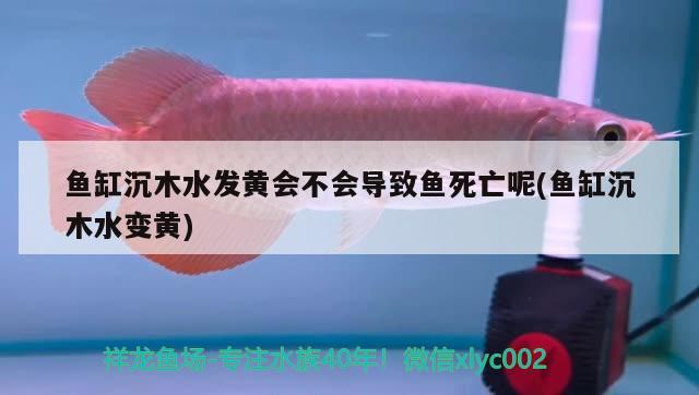 鱼缸沉木水发黄会不会导致鱼死亡呢(鱼缸沉木水变黄) 绿皮辣椒小红龙