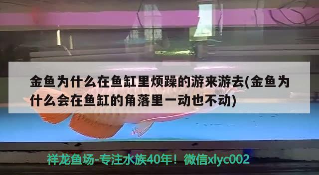 金鱼为什么在鱼缸里烦躁的游来游去(金鱼为什么会在鱼缸的角落里一动也不动) 巴西亚鱼