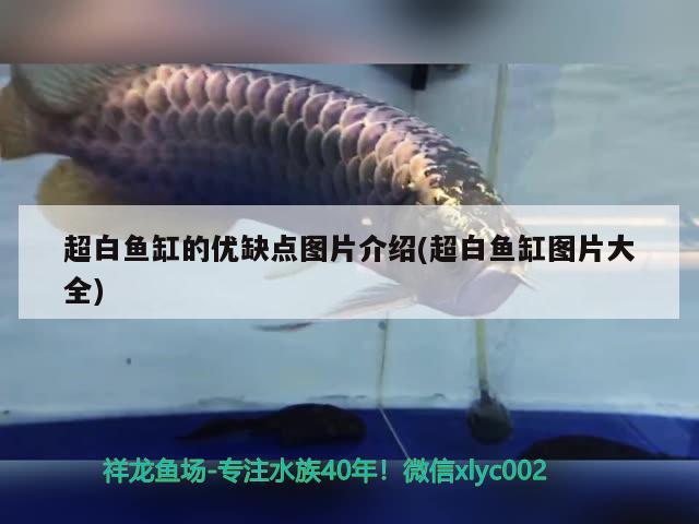 超白鱼缸的优缺点图片介绍(超白鱼缸图片大全) 眼斑鱼